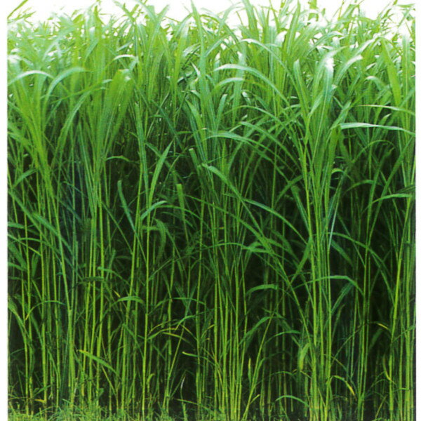 種子【スーダングラス】サマーベーラー細茎　1kg・10kg・20kg【カネコ種苗】牧草 種子