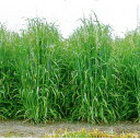 <1kg~20kg> 牧草種子 【アウェナ ストリゴサ】ソイルセイバー(早生)【カネコ種苗】飼料用 / 緑肥用
