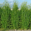 <1kg~10kg> 牧草種子【オオムギ】わせまる六条(超早極生)【カネコ種苗】緑肥 牧草 種子