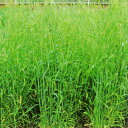 <1kg~10kg> 牧草種子【ライムギ】ダッシュ(超極早生)【カネコ種苗】緑肥用 飼料用