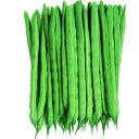 種【つるあり インゲン】いちず(200粒詰・2000粒詰)【カネコ種苗】野菜の種子 いんげん豆の種
