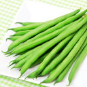 種【つるなしインゲン】チャーリー(200粒詰・2000粒詰)【カネコ種苗】野菜の種子 インゲンマメの種