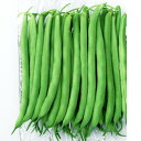 種【つるなしインゲン】すじなしグリーン (1dl詰・1L粒詰)【カネコ種苗】野菜の種子 インゲン豆の種