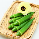 種【オクラ】ジョニー (20ml詰・1dl詰・1L詰)【カネコ種苗】野菜の種子 オクラの種