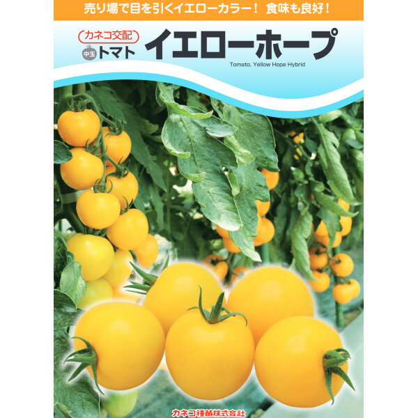 種【中玉トマト】イエローホープ（100粒・1000粒）【カネコ種苗】野菜 種子 トマトの種