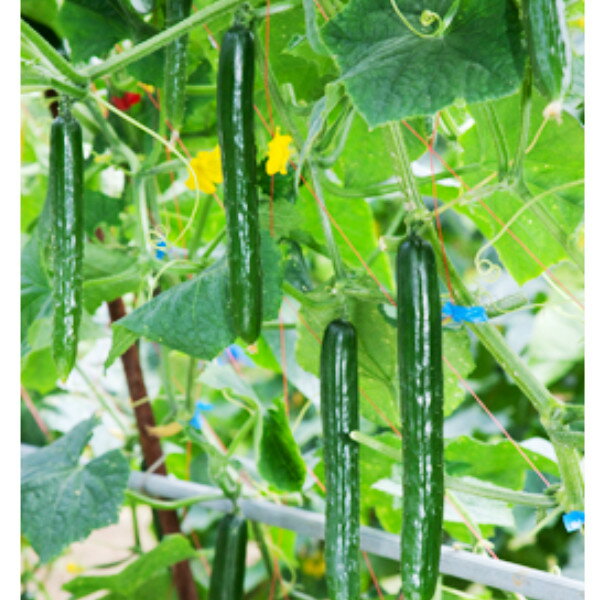種【キュウリ】ほっきこう121（350粒詰）【カネコ種苗】野菜 種子 キュウリの種