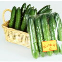 種【キュウリ】ピノキオ(350粒詰)【カネコ種苗】野菜 種子 キュウリの種