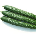 種【キュウリ】四川2号(50粒・350粒)【カネコ種苗】野菜 種子 キュウリの種