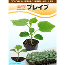種【キュウリ用台木カボチャ】ブレイブ(350粒詰)【カネコ種苗】野菜 種子 台木カボチャの種