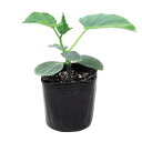 種【キュウリ用台木カボチャ】バトラー(350粒詰)【カネコ種苗】野菜 種子 台木カボチャの種