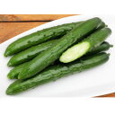種【キュウリ】ストライカー303(350粒詰)【カネコ種苗】野菜 種子 キュウリの種