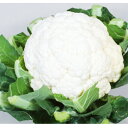 種【カリフラワー】雪だるま(20ml)【カネコ種苗】野菜 種子 カリフラワー の種