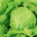 種【レタス】V(ヴィ)レタス(20ml詰・ペレット5千粒詰)【カネコ種苗】野菜 種子 レタスの種