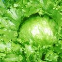 種【レタス】みずさわ(20ml詰・ペレット5千粒詰)【カネコ種苗】野菜 種子 レタスの種