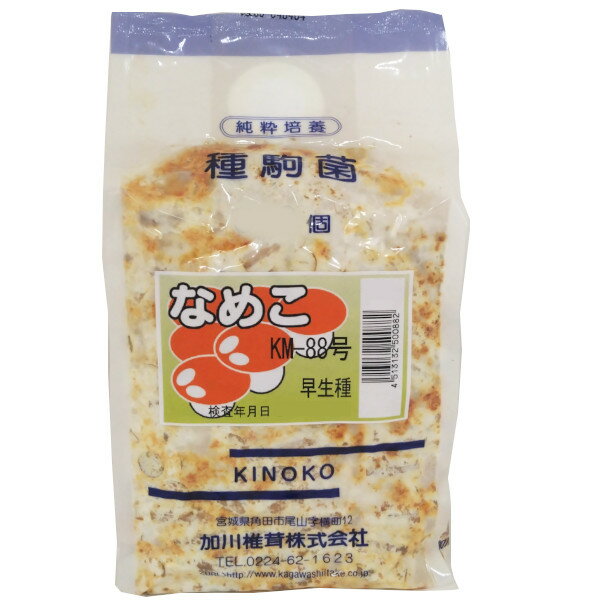 【きのこ種駒菌】加川 なめこ菌 KM-88号（250駒・500駒・1000駒）＜早生種＞　種菌