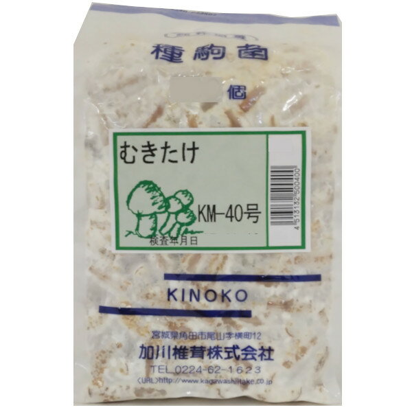【きのこ種駒菌】加川 むきたけ菌 （100駒・250駒・500駒） 種菌