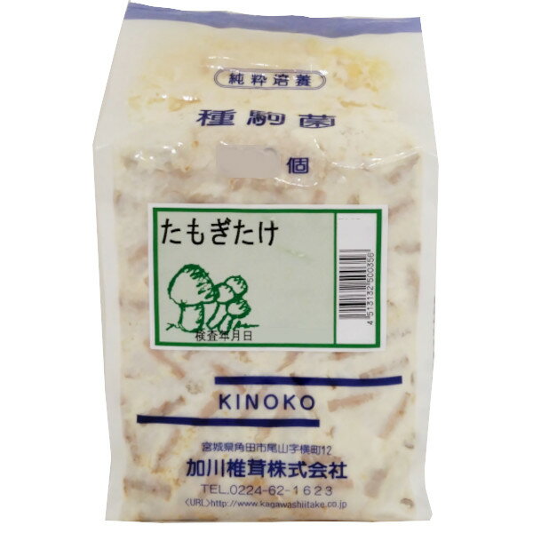 【きのこ種駒菌】加川 たもぎたけ菌 （100駒・250駒・500駒） 種菌