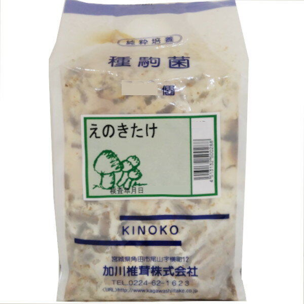 【きのこ種駒菌】加川 えのきたけ（500駒） 種菌