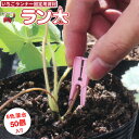 【ネコポス可 4個まで】シーム いちごランナー固定用資材 ラン太 50個入り 5色(白 赤 緑 橙 桃)混合 苺ランナー押さえ