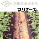 農業用不織布 マリエース E01040 (白) 幅300cm×長さ100m
