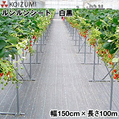 KOIZUMI 小泉製麻 防草シート ルンルンシート 白黒 幅150cm 長さ100m