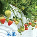 小泉製麻 高拡散反射ネット バロンスクリーンホワイト涼風 MF60 遮光率55~60% 幅200cm×長さ50m