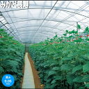 みかど化工 農POフィルム みかど長寿 LL50A 厚さ0.05mm 幅360cm 数量に長さ(m)を入力 カーテン・外張り用