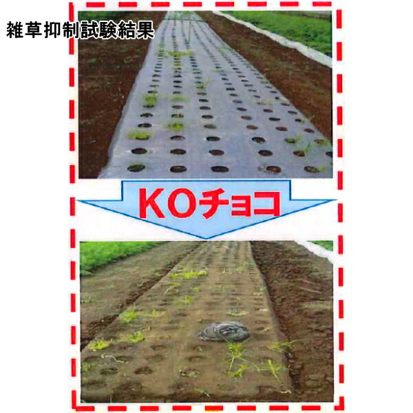 �ߤ��ɲ��� KO���祳�ޥ����KOC(20)������0.02mm����150cm��Ĺ��200m��̵����3�ܥ��åȡ�(ȯ��������إե����)