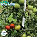 ニチカン 園芸用支柱 ホワイト支柱 太さ20mm 長さ210cm 25本入り