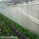 タキロンシーアイ 独立気泡構造農業用PO スカイコート5エアプラス 幅230cm×長さ100m
