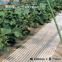 タキロンシーアイ 実の座 (メロンの果実下敷きネット) 白 幅300mm×長さ50m 2巻入り