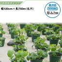 東洋紡 底面給水マット TKS0812W (白) 厚み4mm 幅120cm×長さ50m ポリエステル複合シート