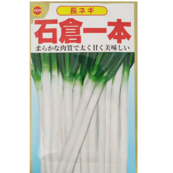 【ネコポス可 10個まで】ネギ　石倉一本【アタリヤ】のサムネイル