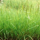 種子【緑化用】レッドトップ 1kg~10kg【カネコ種苗】芝草 芝の種