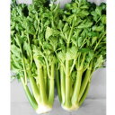 種【セルリー】ストレイトンNT(20ml)【カネコ種苗】野菜 種子 セルリー の種