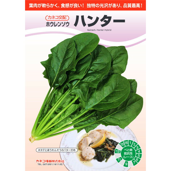種【ホウレンソウ】ハンター（プライミング処理M3万粒）【カネコ種苗】野菜 種子　ほうれん草 の種