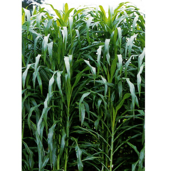 緑肥用 牧草 種子【ソルガム】スダックス緑肥用　1kg・10kg【カネコ種苗】緑肥