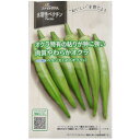 野菜 種丸オクラ　ヘルシエ（1000粒）種子