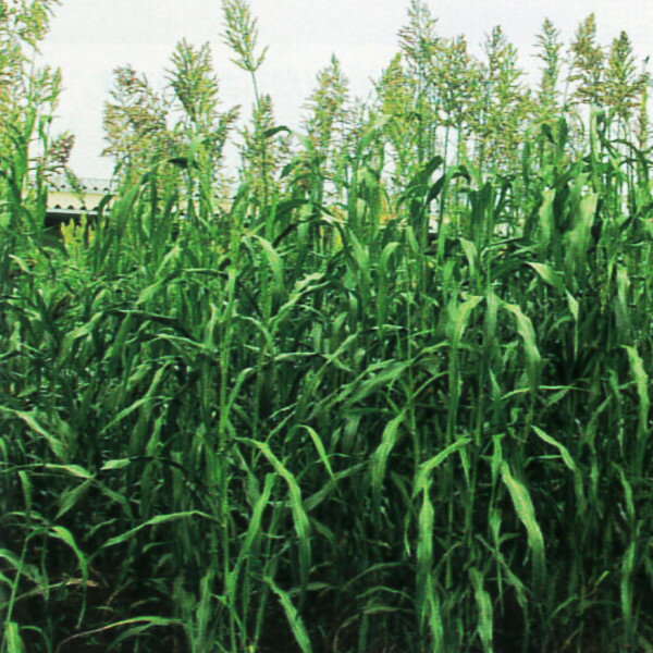 飼料用 / 緑肥用 牧草 種子【ソルガム】ファインソルゴー(1kg・10kg・25kg)【カネコ種苗】飼料 緑肥