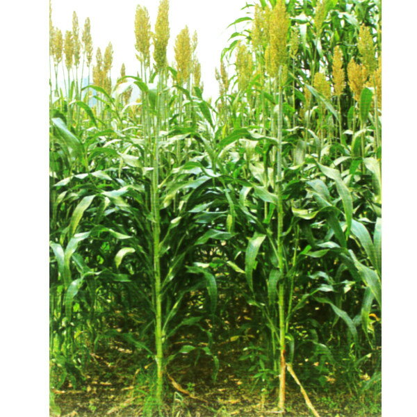 飼料用 牧草 種子【ソルガム】甘味ソルゴー 1kg・10kg【カネコ種苗】飼料