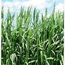 <1kg~22.5kg> 牧草種子【エンバク】ヒットマン(晩成)【カネコ種苗】飼料用 / 緑肥用