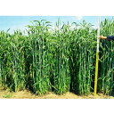<1kg~20kg>牧草種子【ライコムギ】ライダックスE(中晩生)【カネコ種苗】緑肥用