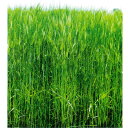 <1kg~10kg> 牧草種子【オオムギ】ハヤドリ2(早極生)【カネコ種苗】緑肥用 牧草 種子