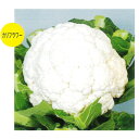 種【カリフラワー】雪だるま(20ml)【カネコ種苗】野菜 種子 カリフラワー の種