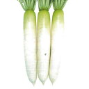 種【ダイコン】豊秋(ペレット5000粒・8000粒)【カネコ種苗】野菜 種子