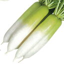 種【ダイコン】冬の浦(ペレット5000粒・8000粒)【カネコ種苗】野菜 種子