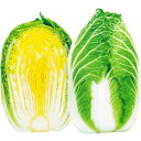 種【ハクサイ】おもむき(20ml・ペレット種子5000粒)【カネコ種苗】野菜種子