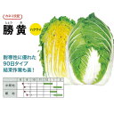 種【ハクサイ】勝黄(20ml・ペレット種子5000粒)【カネコ種苗】野菜種子