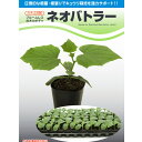 種【キュウリ用台木カボチャ】ネオバトラー(350粒詰)【カネコ種苗】野菜 種子 台木カボチャの種