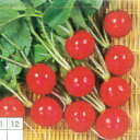 種【20日ダイコン】イザベル (20ml詰・2dl詰)【カネコ種苗】野菜 種子 大根 の種